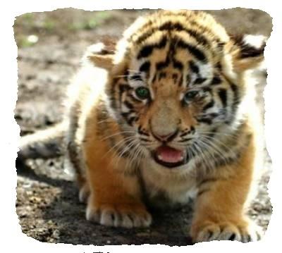 lionceau