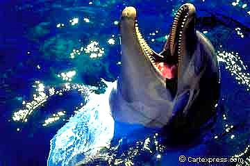 animal